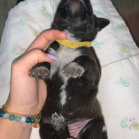 Drahthaar × Amstaff - 5 cuccioli disponibili