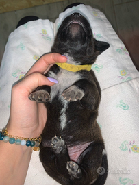 Drahthaar × Amstaff - 5 cuccioli disponibili