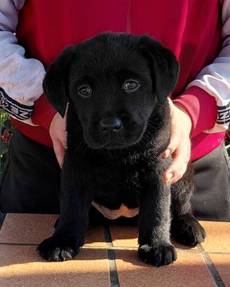 Cuccioli Labrador Retriever