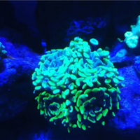 Euphyllia parancora viola e giallo fluo