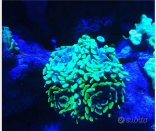 Euphyllia parancora viola e giallo fluo