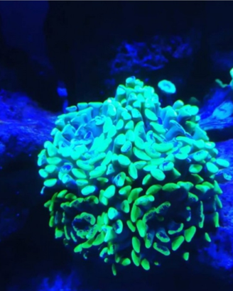 Euphyllia parancora viola e giallo fluo