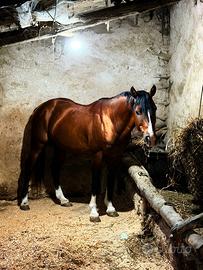 Stallone Quarter Horse