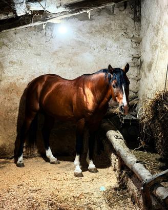 Stallone Quarter Horse