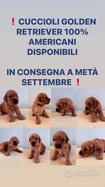Cuccioli golden retriever 100% americani