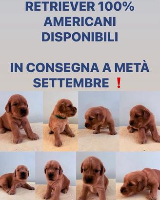 Cuccioli golden retriever 100% americani