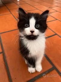 Gattini di due mesi