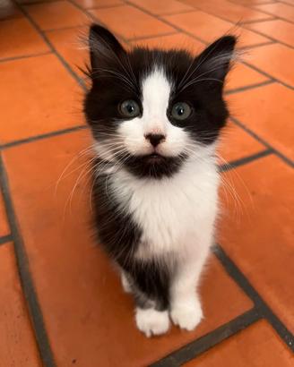 Gattini di due mesi