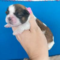 Cuccioli di Shih tzu