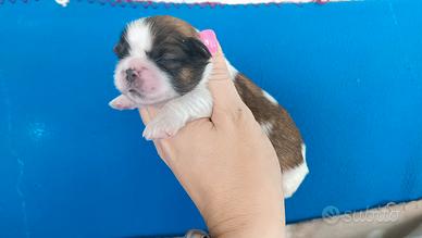 Cuccioli di Shih tzu
