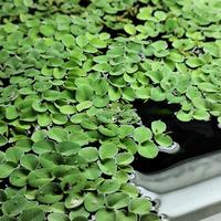 Salvinia pianta acquario