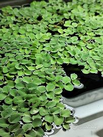Salvinia pianta acquario