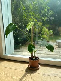 Monstera Deliciosa Baby