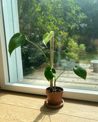 Monstera Deliciosa Baby