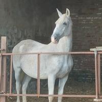 Pony da salto