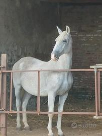 Pony da salto