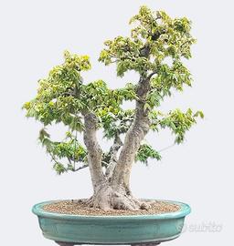 Bonsai acero tridente