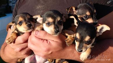 Cane incrocio pincher chihuahua