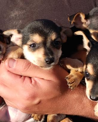 Cane incrocio pincher chihuahua