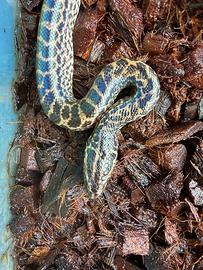 Anaconda gialla baby