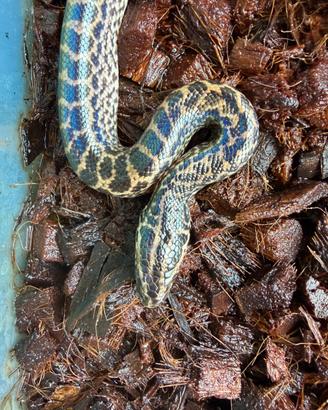 Anaconda gialla baby
