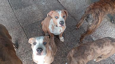Cuccioli maschi bully standard