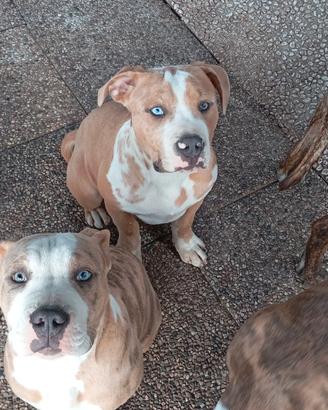 Cuccioli maschi bully standard