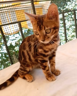 Gatti Bengala 