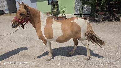 Pony femmina