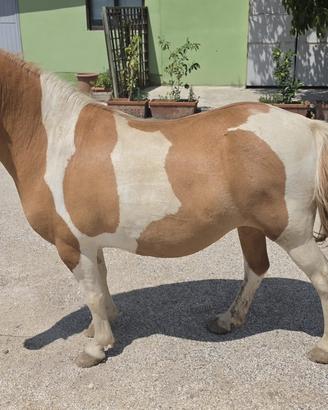 Pony femmina