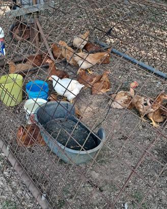 Polli Galline Ovaiole