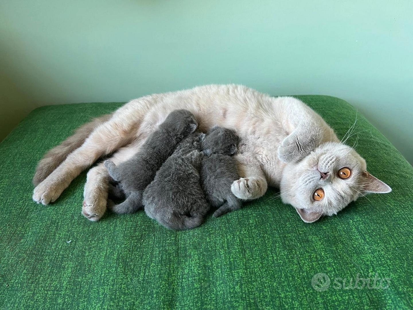 Cuccioli British Shorthair
