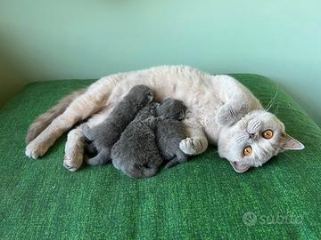 Cuccioli British Shorthair