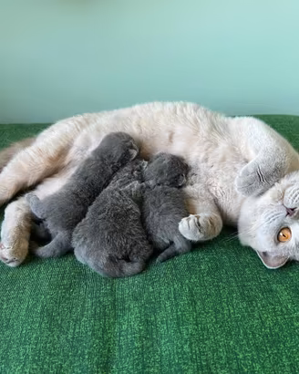 Cuccioli British Shorthair