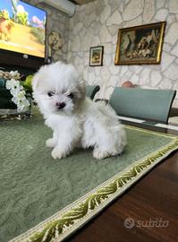 Cuccioli di maltese