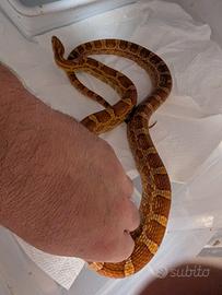 Coppia proven het palmetto scaleless