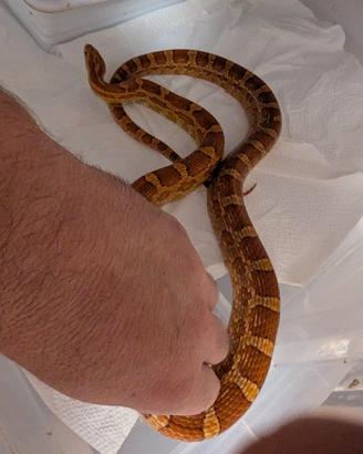 Coppia proven het palmetto scaleless