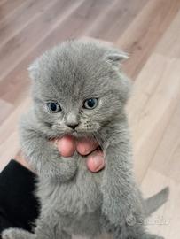Cuccioli di scottish fold di due mesi