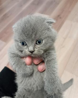 Cuccioli di scottish fold di due mesi
