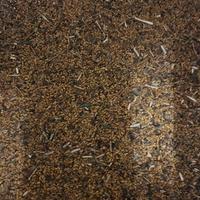 Semi di erba medica.