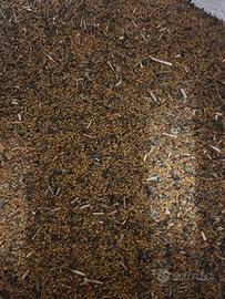 Semi di erba medica.