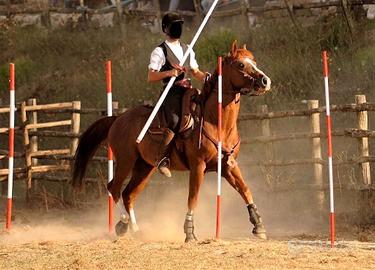 Stallone Quarter Horse
