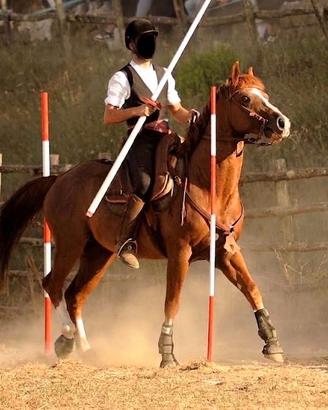 Stallone Quarter Horse