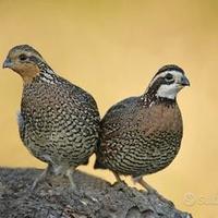 Colini della Virginia