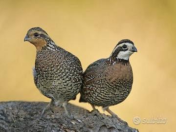 Colini della Virginia