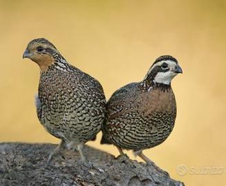 Colini della Virginia