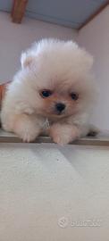 Spitz Pomerania micro toy maschietti