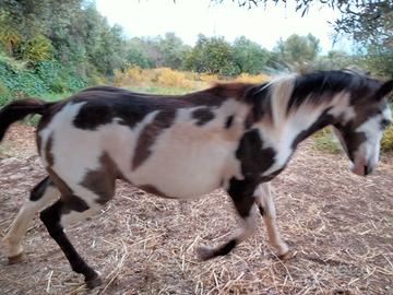 Puledri paint