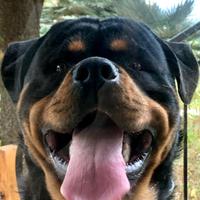 Cuccioli di Rottweiler