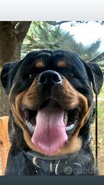 Cuccioli di Rottweiler